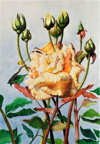 Watercolor by Larry Downs